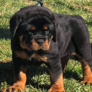 Meet your Posher, Antonio